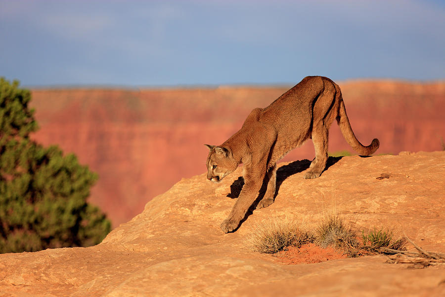 Mountain Lion #2 Photograph by Tier Und Naturfotografie J Und C Sohns