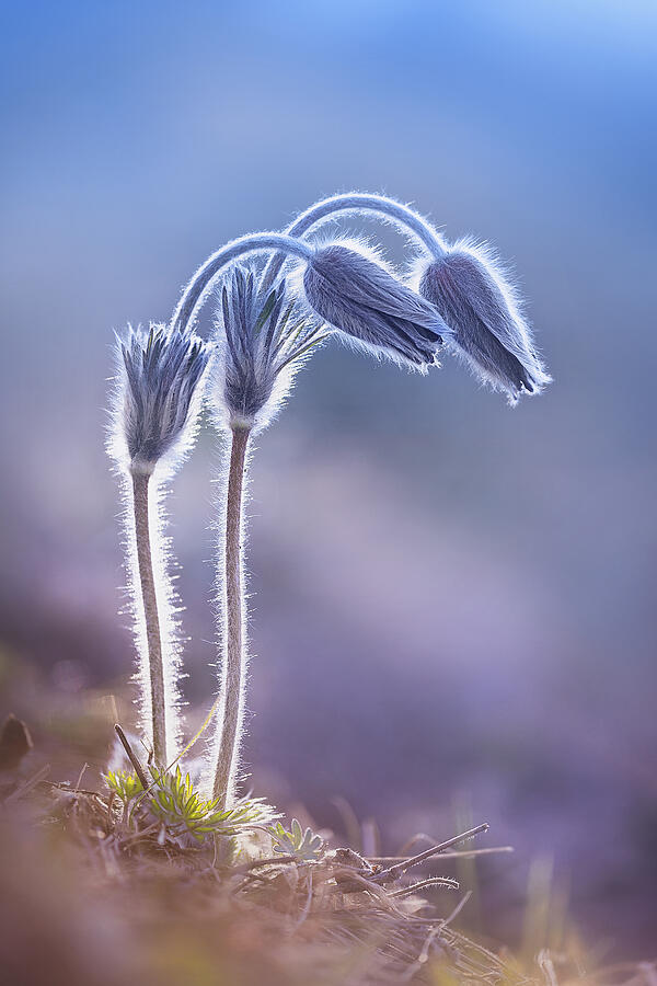 Pulsatilla Photograph - Mountain Pasqueflower #2 by Fabrizio Daminelli