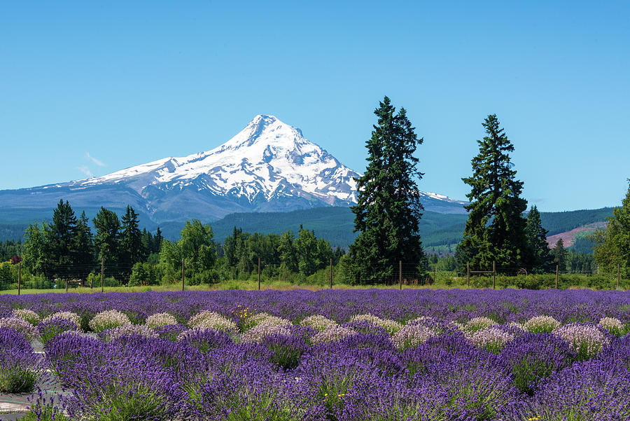 Mt Hood and Lavender #1 Photograph by Michael Lee