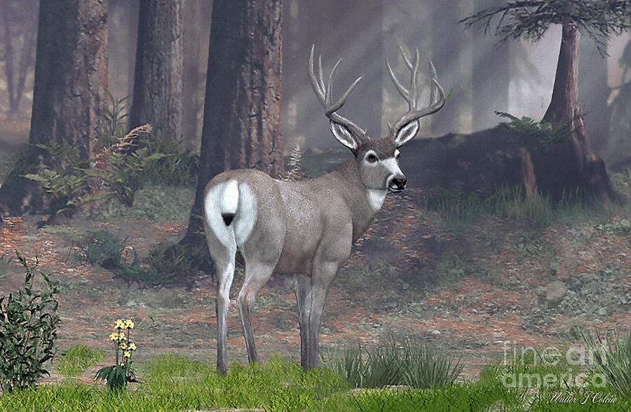 Mule Deer Buck #2 Digital Art by Walter Colvin