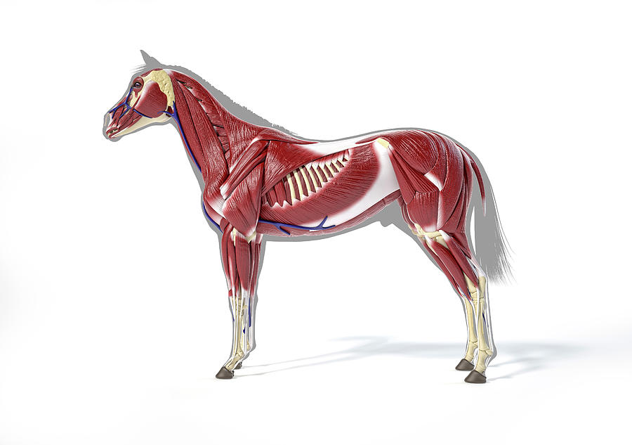 Muscular Anatomy Of A Horse Over Grey #2 Photograph by Leonello Calvetti