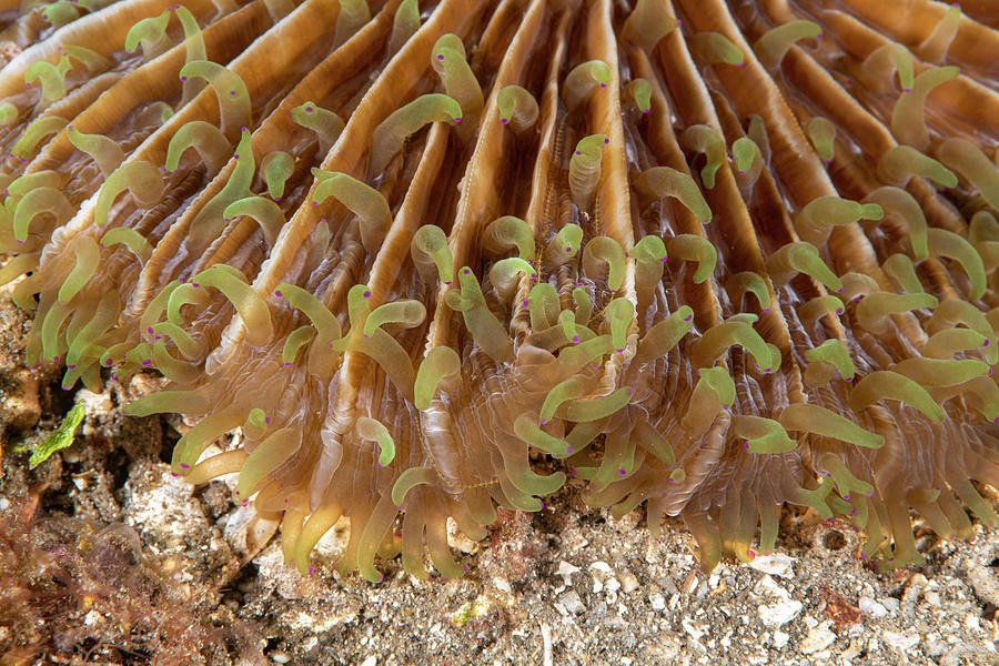 Mushroom Coral #2 Photograph by Andrew Martinez