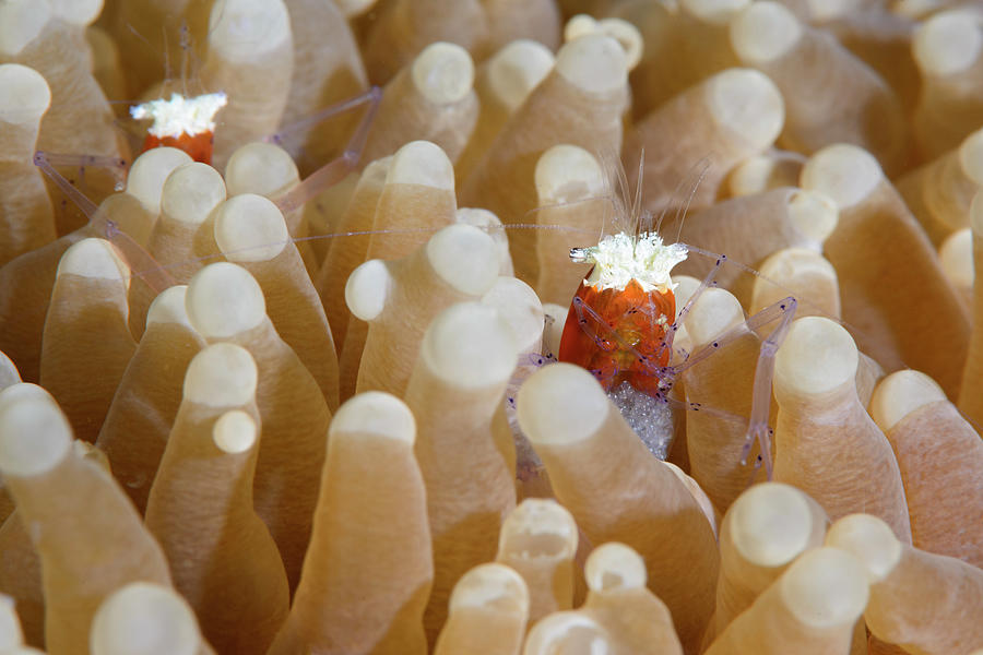 Mushroom Coral Shrimp #2 Photograph by Andrew Martinez
