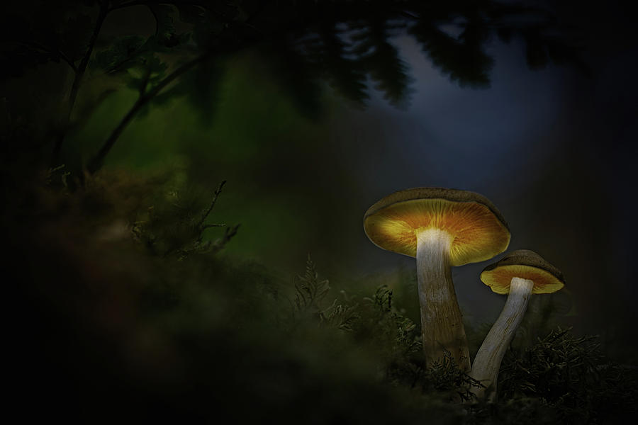 Mushroom  magic #2 Photograph by Dirk Ercken