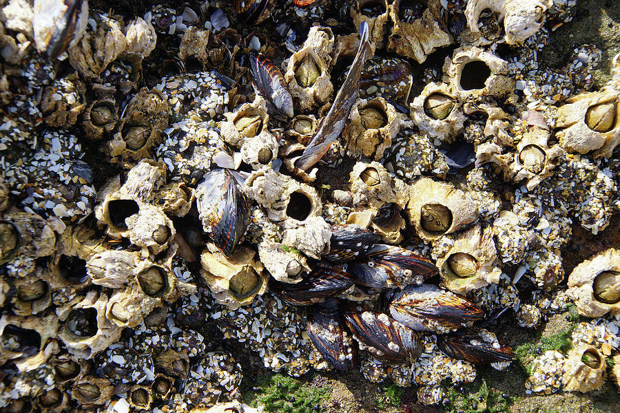 Coast Photograph - Mussels And Barnacle #2 by Steve Estvanik