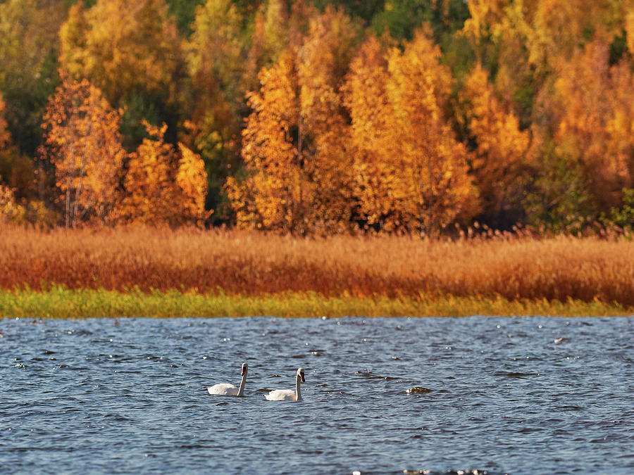Fall Photograph - Mute swan #2 by Jouko Lehto