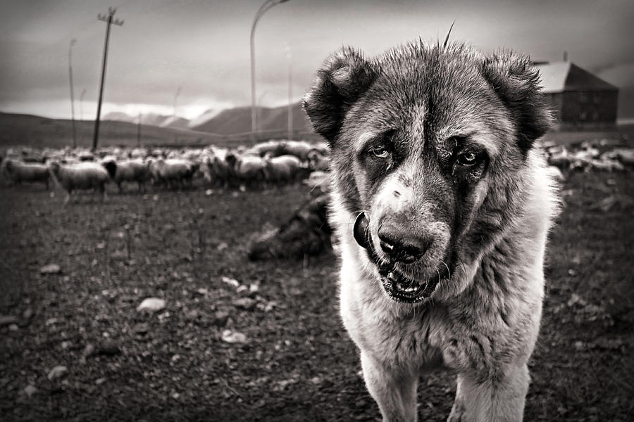 Dog Photograph - My Territory #2 by Eyal Bussiba