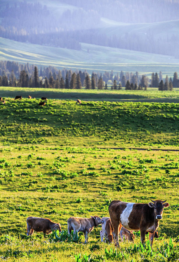 Nalati Grassland, Xinjiang China #2 Photograph by Feng Wei Photography