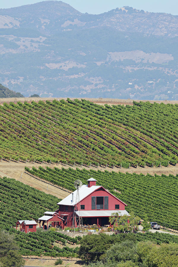 Napa Valley Vineyard #2 Photograph by S. Greg Panosian