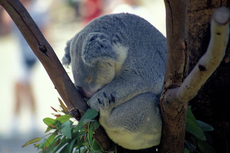 Animal Photograph - Sleepy Koala Bear  by Carl Purcell