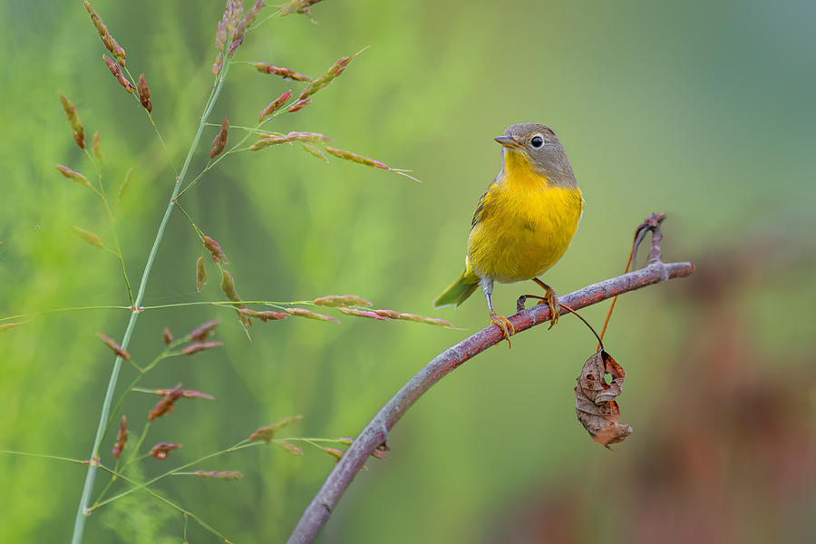 Wildlife Photograph - Nashville Warbler #2 by Jian Xu