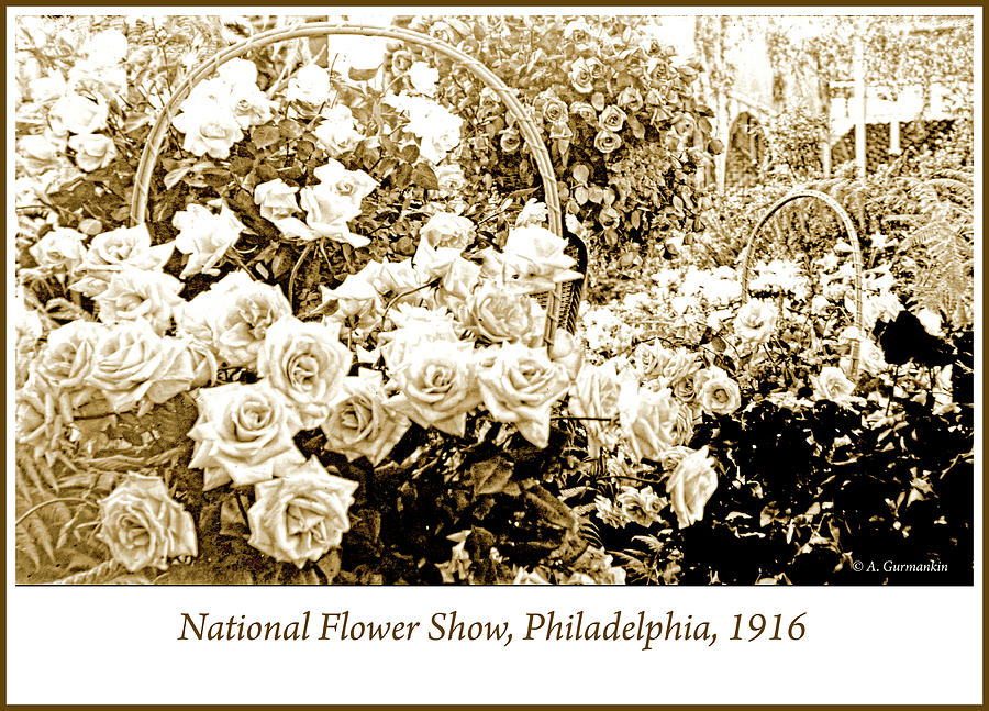 National Flower Show, Philadelphia, 1916 #2 Photograph by A Macarthur Gurmankin