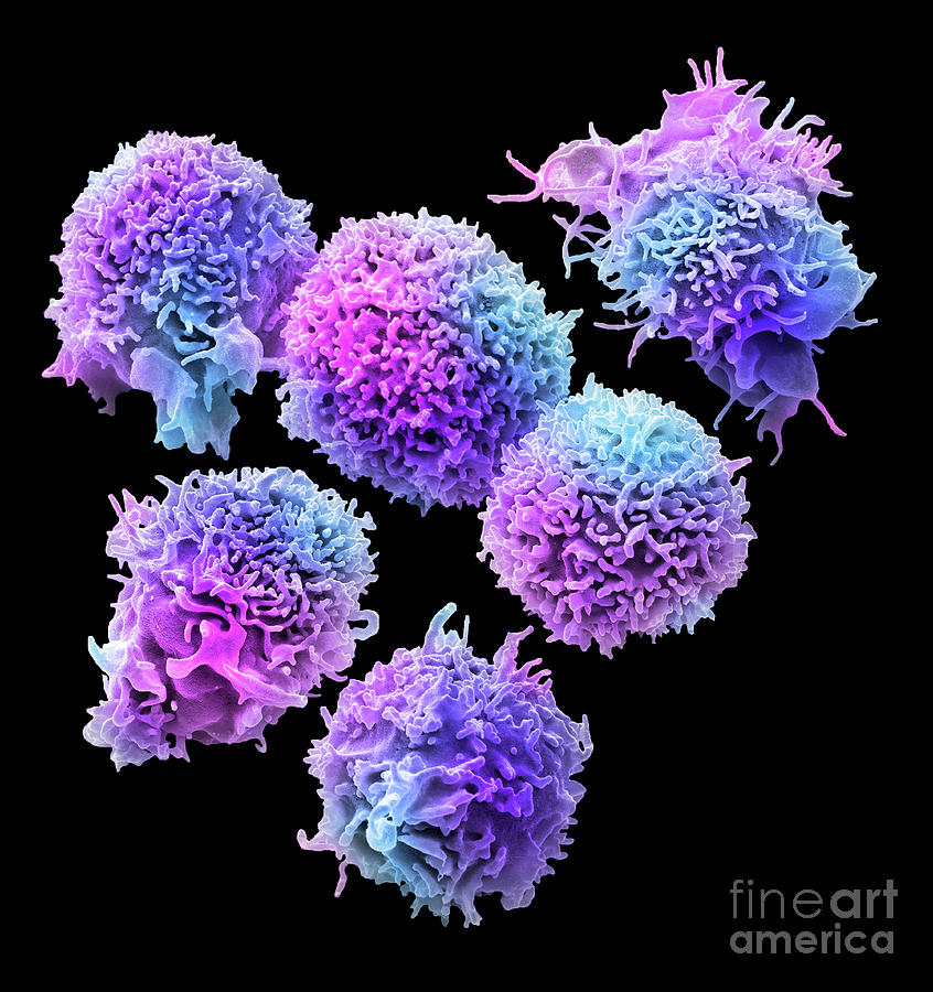Natural Killer Cells #2 Photograph by Steve Gschmeissner/science Photo Library