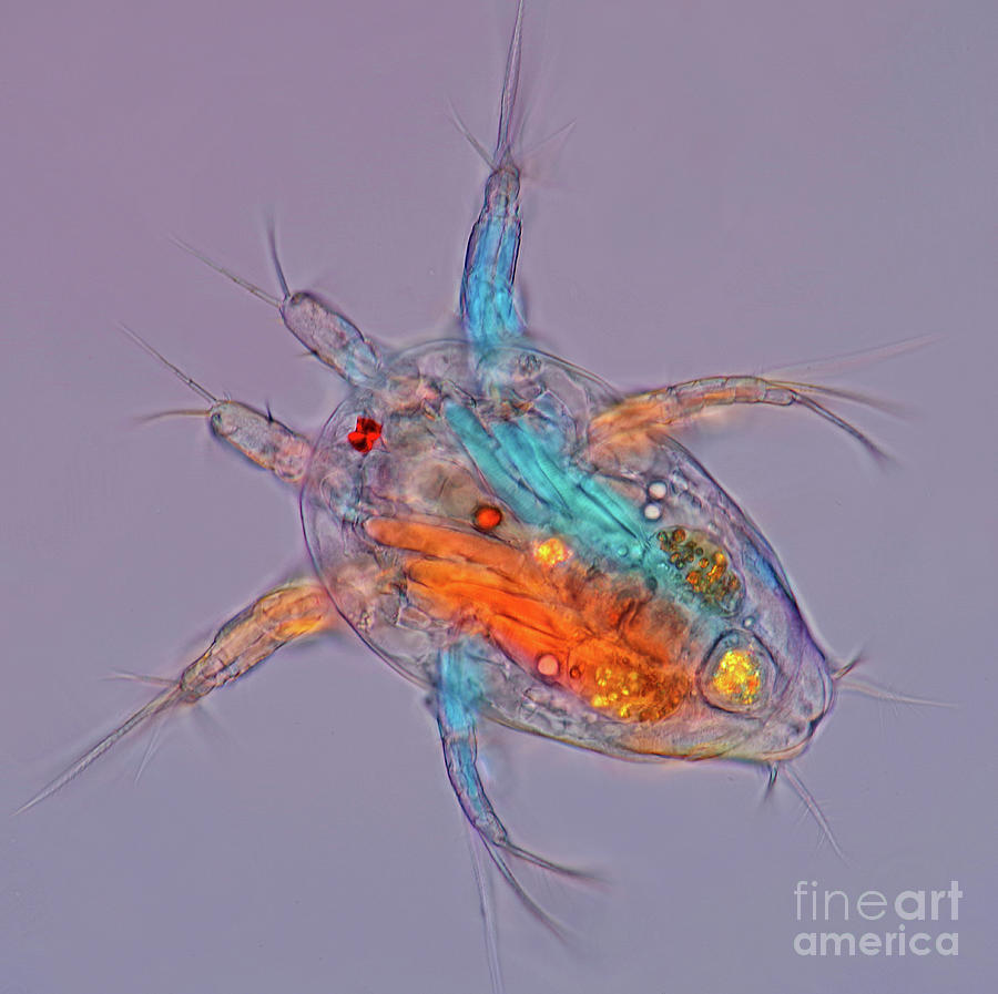 Nauplius Copepod Larval Stage #2 Photograph by Marek Mis/science Photo ...