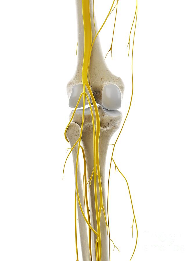 Nerves Of The Knee Photograph by Sebastian Kaulitzki/science Photo ...