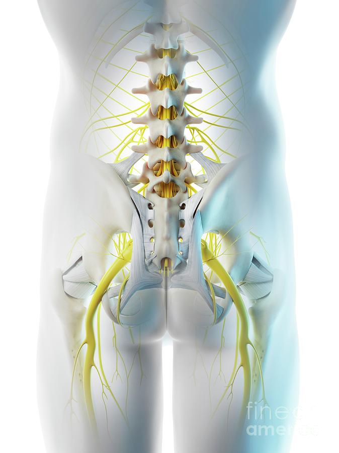 Nerves Of The Male Pelvis Photograph By Sebastian Kaulitzkiscience Photo Library Pixels 7495