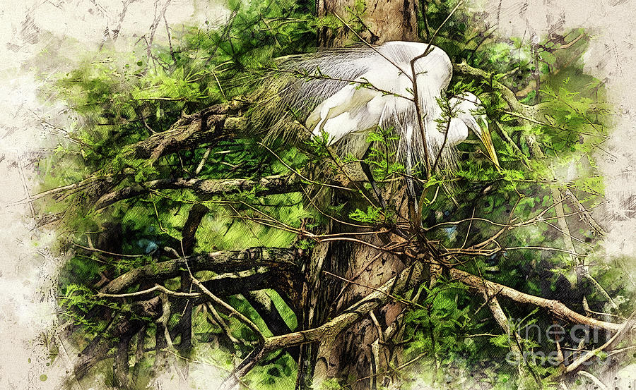 Nesting Egret by David Smith Nesting Egret by David Smith