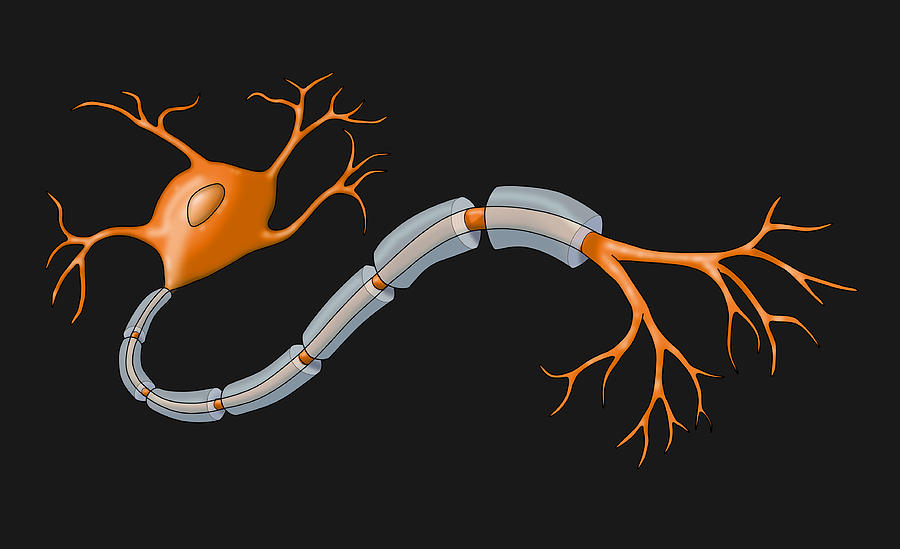Anatomy Photograph - Neuron With Healthy Myelin Sheath #2 by Monica Schroeder