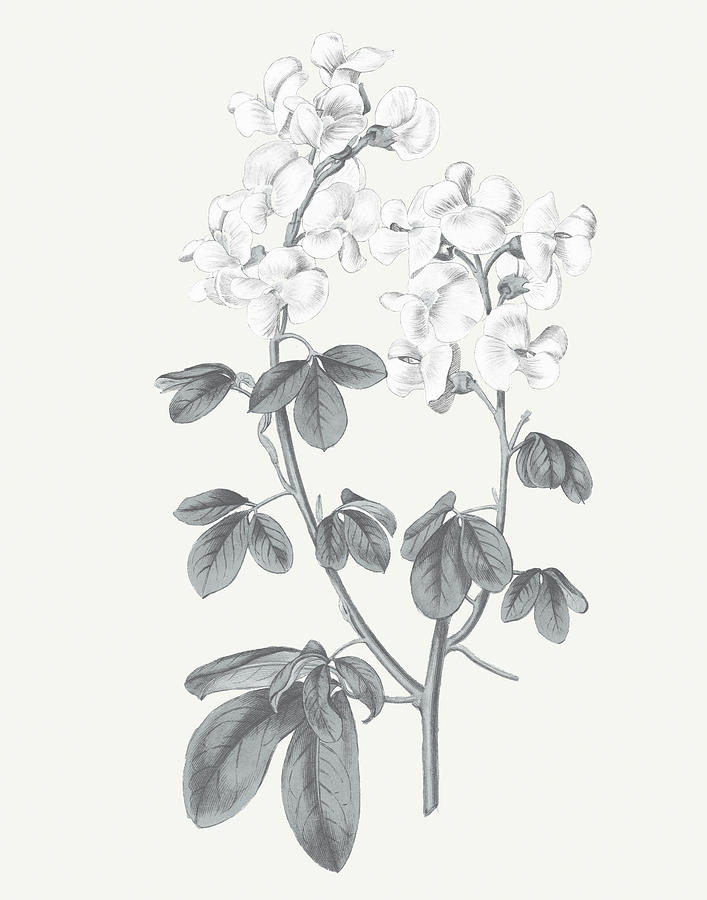 Flower Painting - Neutral Botanical IIi #2 by Wild Apple Portfolio