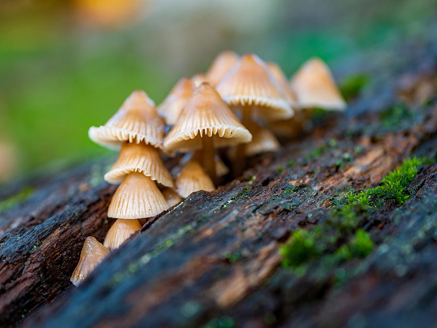 Fall Photograph - New Forest Fungi #2 by Elaine Henshaw