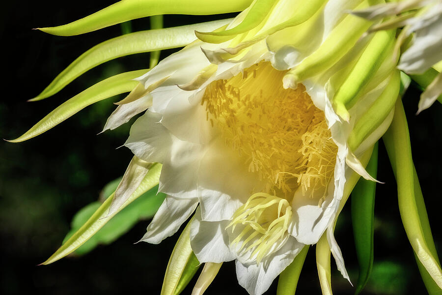 Night-blooming Dragon Fruit Plant #2 Photograph by Lisa Engelbrecht Night-blooming Dragon Fruit Plant #2 Photograph by Lisa Engelbrecht