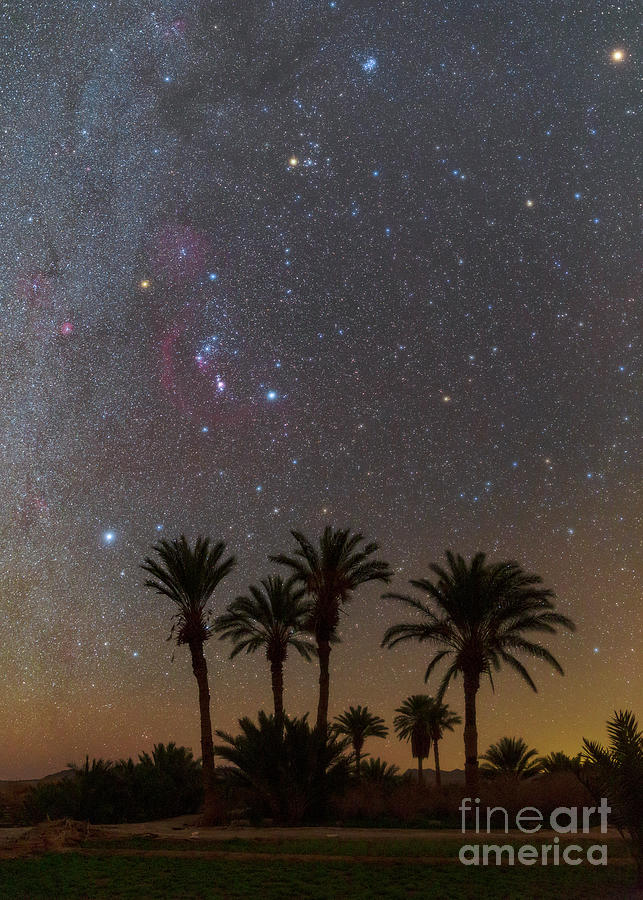 Night Sky Over Palm Grove #2 Photograph by Amirreza Kamkar / Science Photo Library