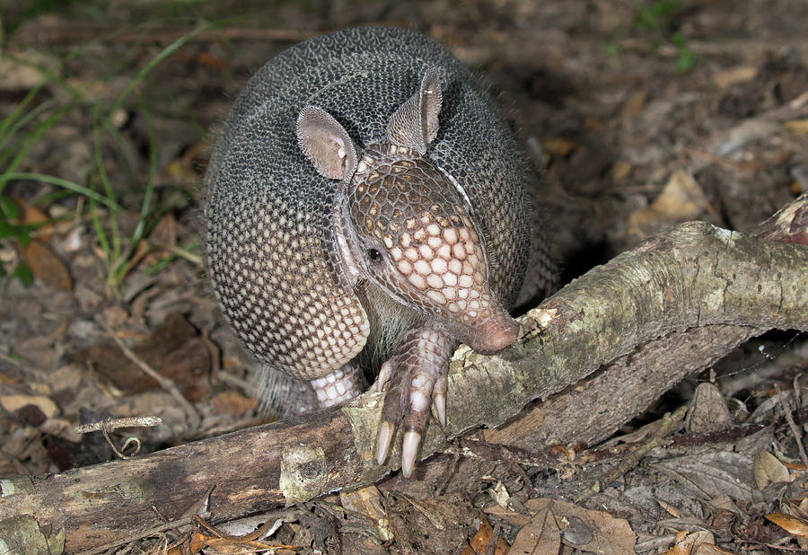 Nine-banded Armadillo Foraging At Night Photograph by Ivan Kuzmin - Pixels