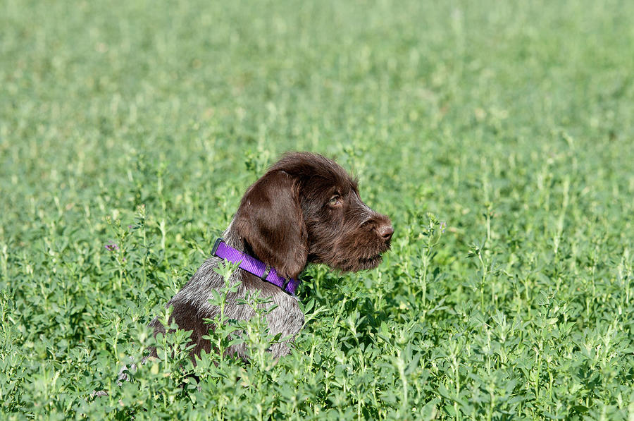 Dog Photograph - Nine-week-old Drahthaar Puppy by William Mullins Dog Photograph - Nine-week-old Drahthaar Puppy by William Mullins
