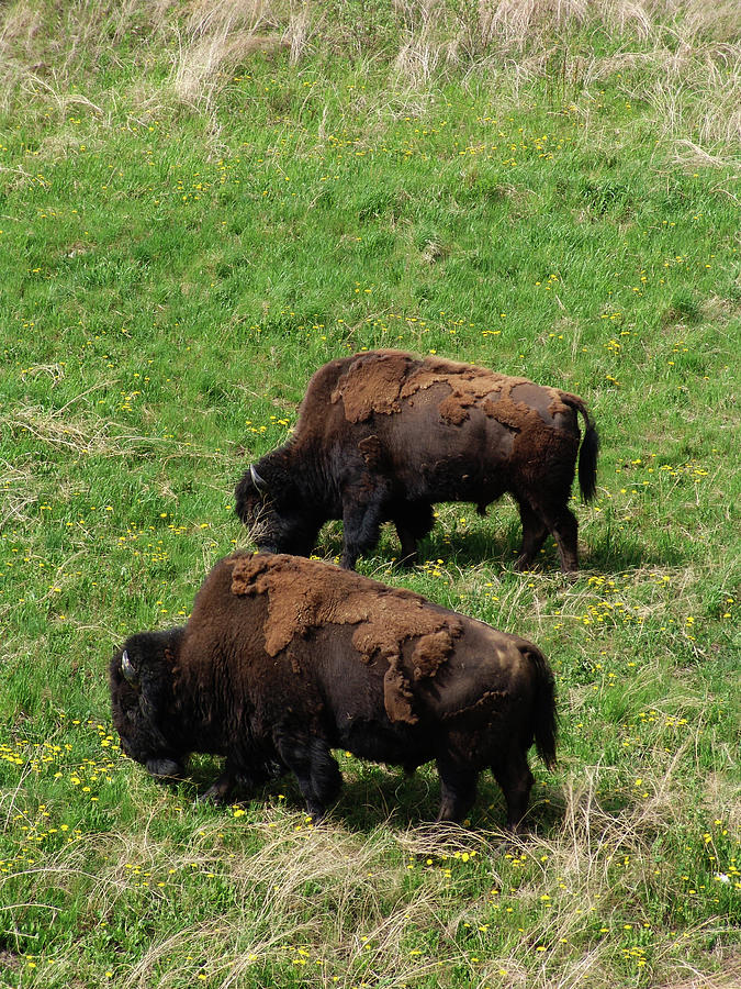 North American Alaska Wood Bison by Robert Braley North American Alaska Wood Bison by Robert Braley