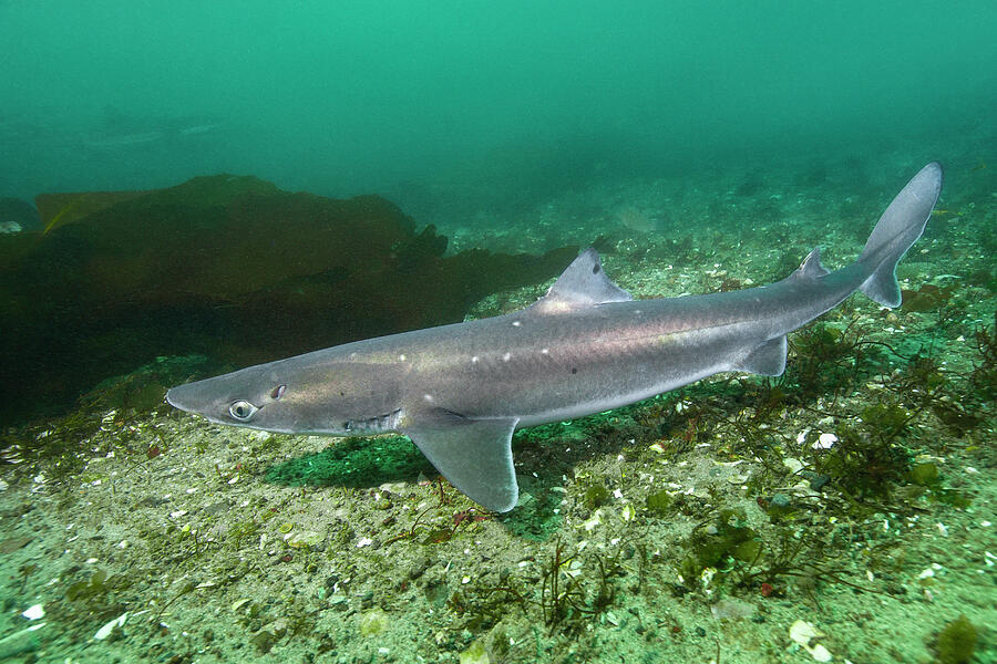 Wildlife Photograph - North Pacific Spiny Dogfish . Quadra Island, British #2 by Andy Murch / Naturepl.com