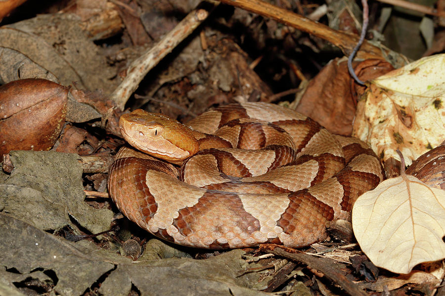 Northern Copperhead On Leaf Litter #2 Photograph by David Kenny