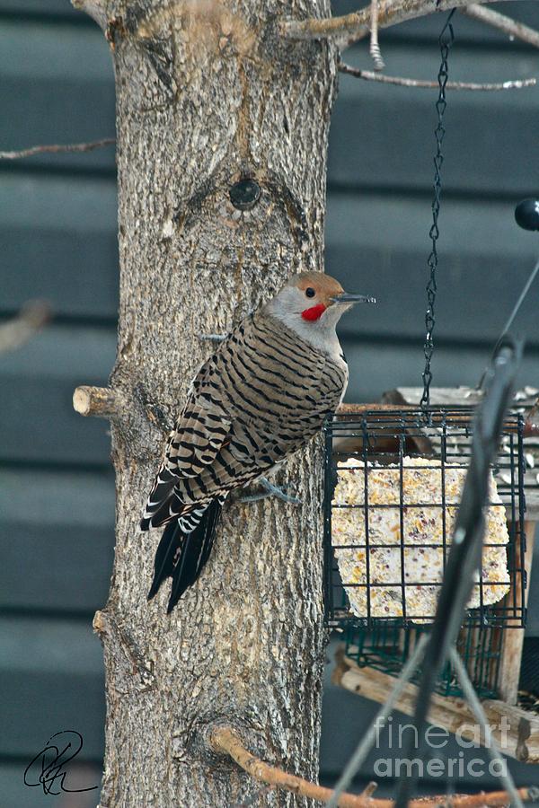 Northern Flicker #2 Photograph by Ann E Robson