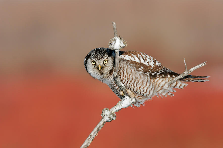 Northern Hawk Owl #2 Photograph by James Zipp