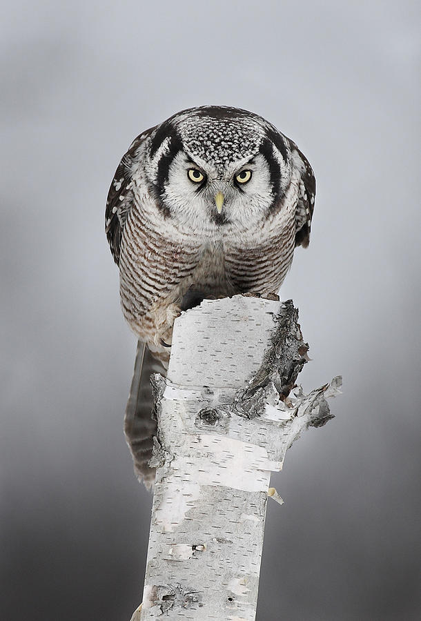 Northern Hawk-owl #2 Photograph by Jim Cumming
