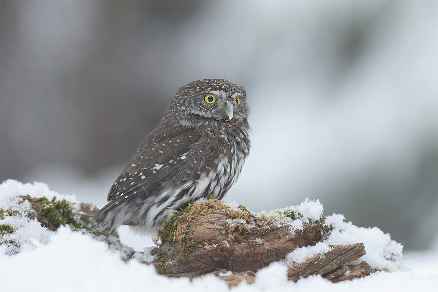 Northern Pygmy Owl, North America #2 Photograph by Sarah Darnell