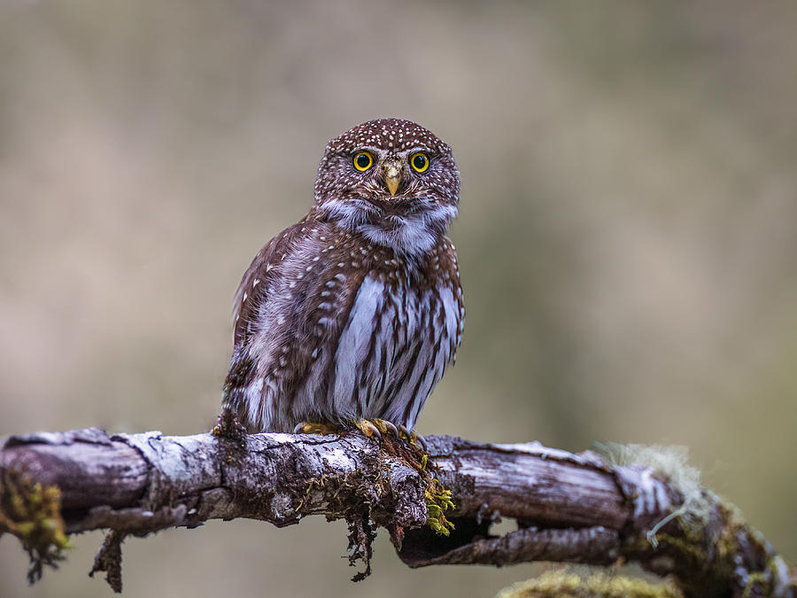 Northern Pygmy Owl Photograph by Taksing (????) - Fine Art America