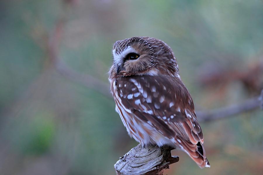 Northern Saw Whet Owl #2 Photograph by Gavin Lam - Fine Art America