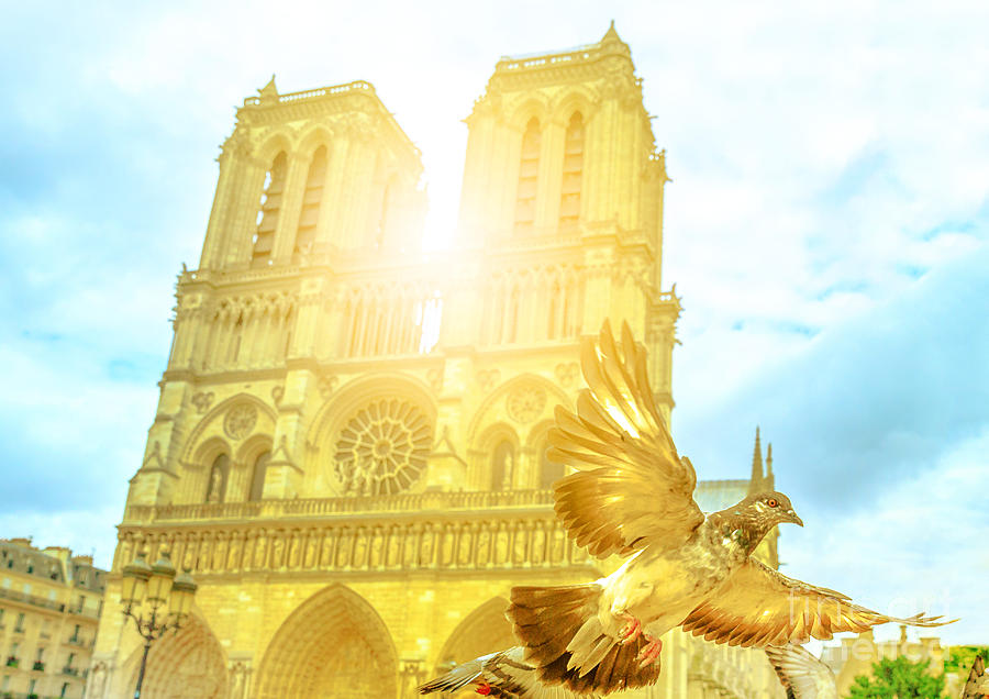 Notre Dame pigeon flight #2 Photograph by Benny Marty