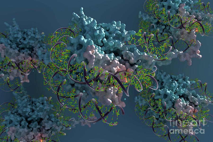 Nucleosomes Photograph by Ella Maru Studio/science Photo Library - Pixels