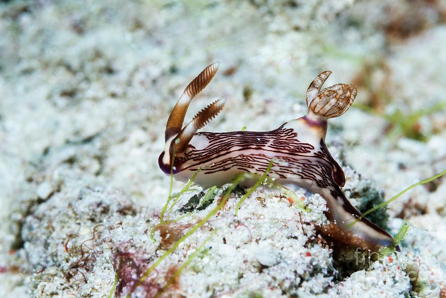 Wildlife Photograph - Nudibranch #2 by Georgette Douwma/science Photo Library