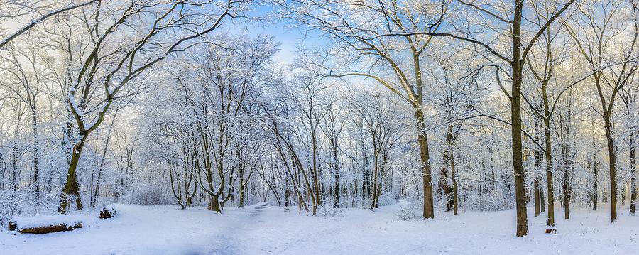 Winter Photograph - Oak Trees Covered With Snow On Frosty #2 by Levente Bodo