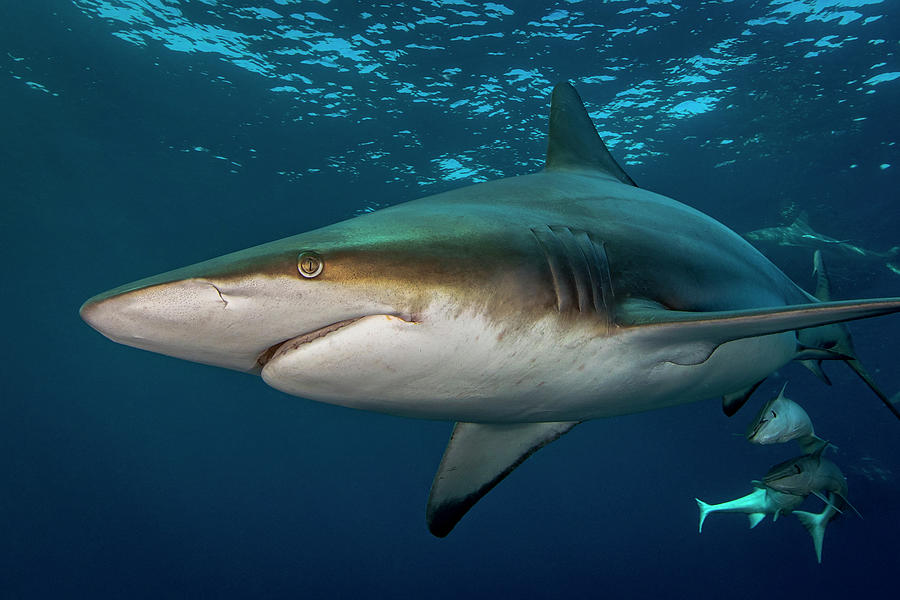 Oceanic Blacktip Shark (carcharhinus Limbatus) Circling Prey, Aliwal ...