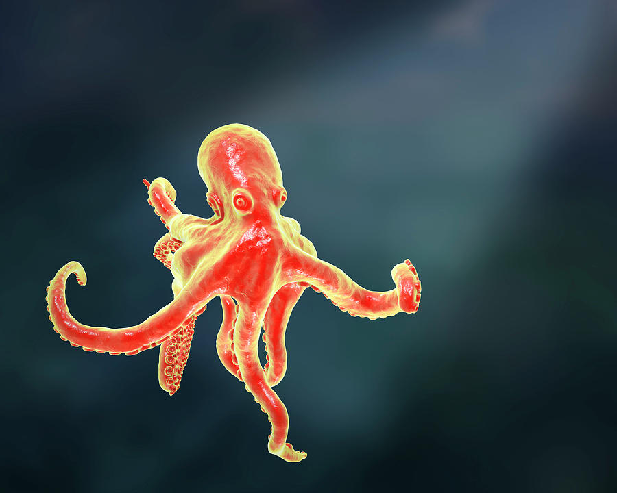Octopus, Illustration #2 Photograph by Kateryna Kon