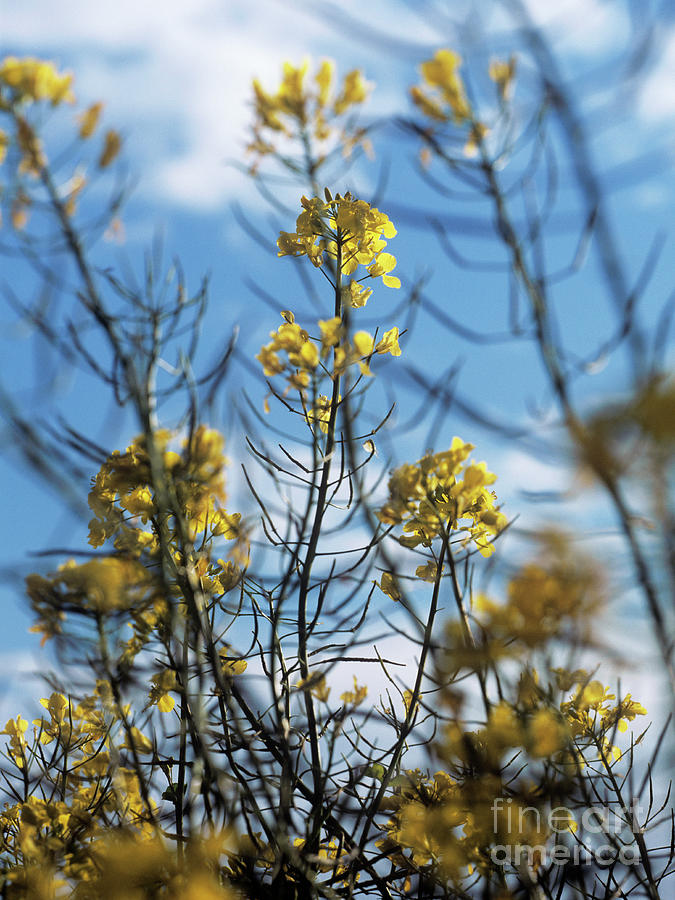 Flower Photograph - Oil Seed Rape (brassica Napus) #2 by Rachel Warne/science Photo Library