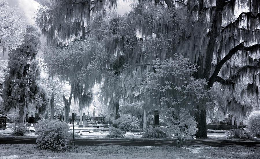 Old Live Oak Cemetery, Selma, Alabama Painting by Carol Highsmith ...