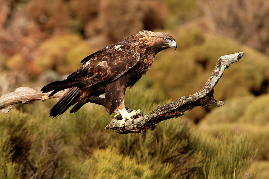 Wildlife Photograph - Old Male Of Golden Eagle. Aquila Chrysaetos #2 by Cavan Images