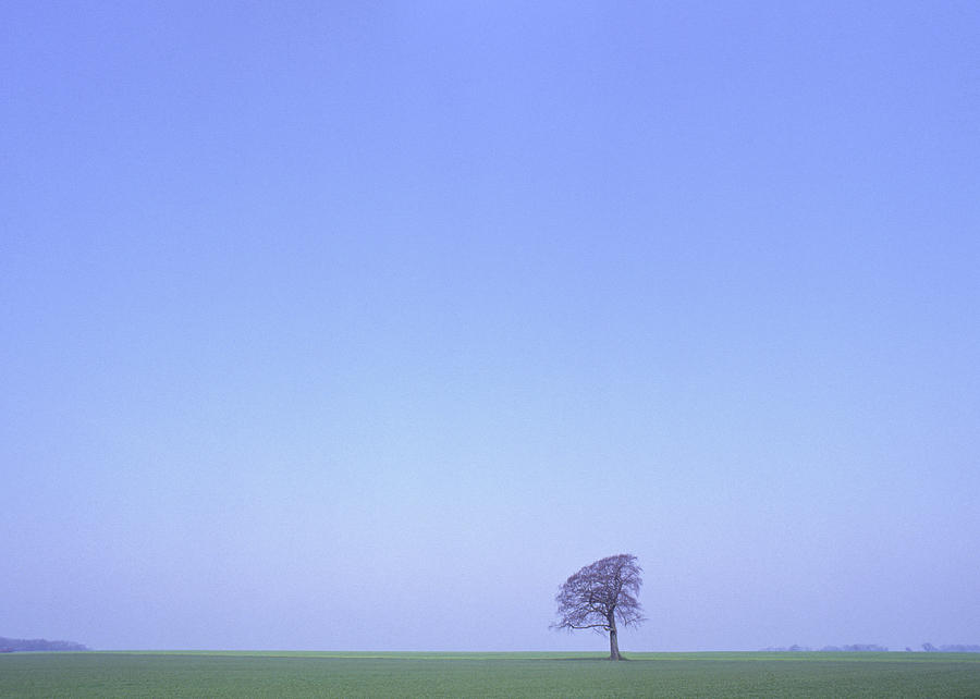 One Tree On The Horizon Photograph