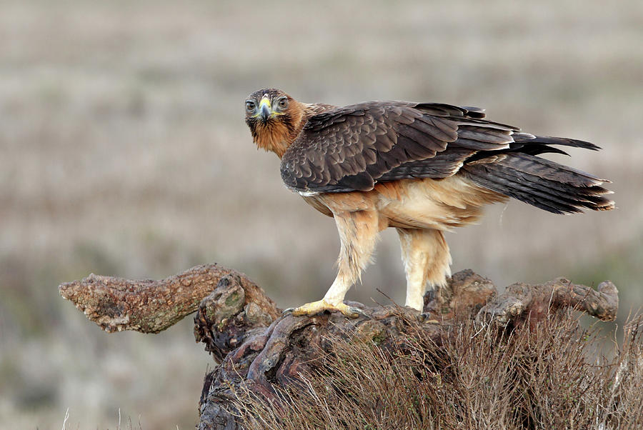 Wildlife Photograph - One Year Old Female Of Bonelli´s Eagle, Aquila Fasciata #2 by Cavan Images