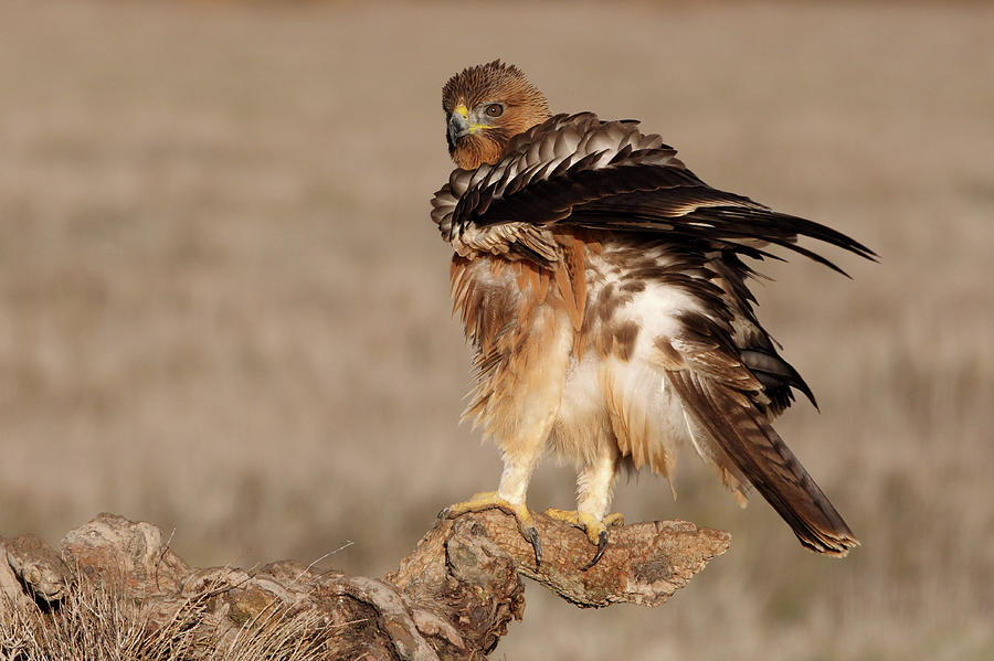 Wildlife Photograph - One Years Old Female Of Bonelli´s Eagle, Aquila Fasciata #2 by Cavan Images