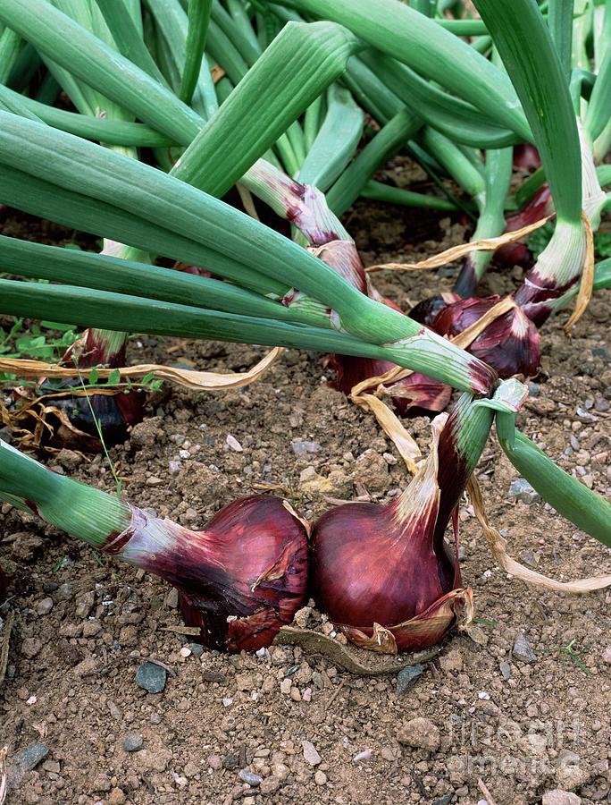 Onions #2 Photograph by Geoff Kidd/science Photo Library